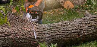 How Our Tree Care Process Works  in  Blackville, SC